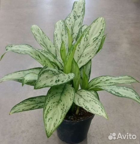 Аглаонема сильвер, цветы