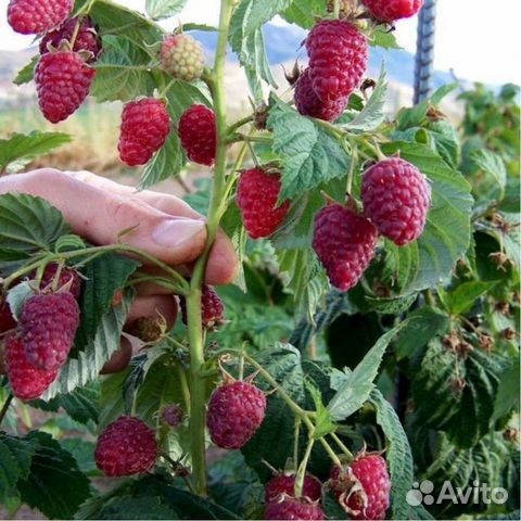 Саженцы малины