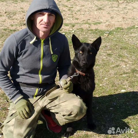 Дрессировка собак, фигурант, передержка