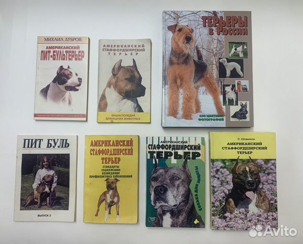 Американский стаффордширский терьер пит буль амста