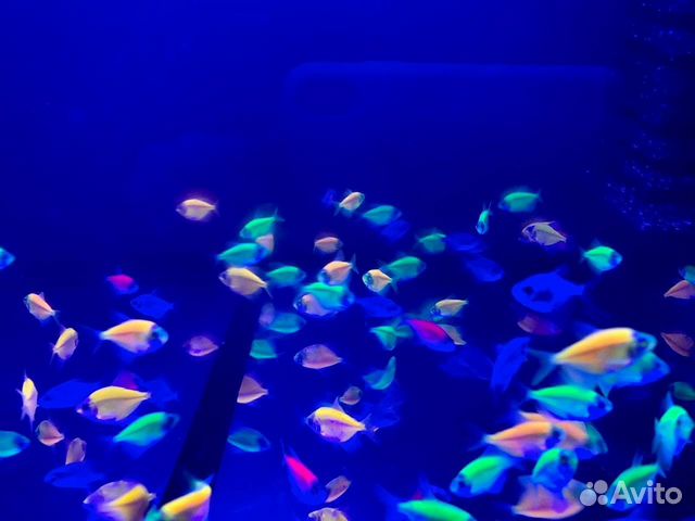 Тернеция Glofish