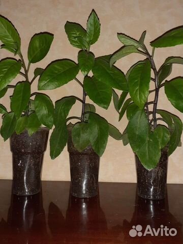 Джинура Прокумбенс