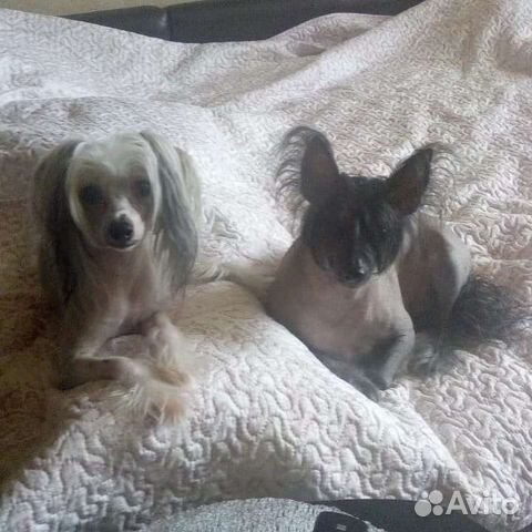 Передержка собак на сутки