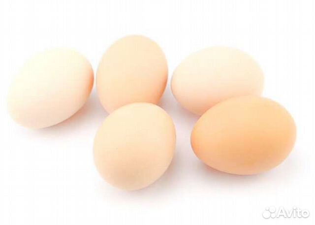 Инкубационное яйцо Малин