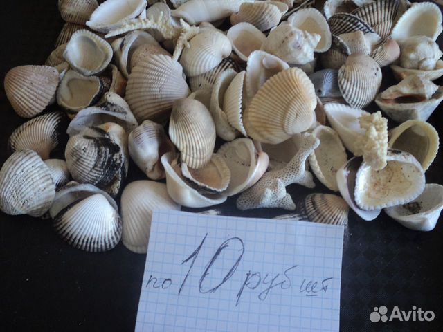 Ракушки для поделок