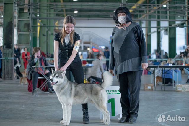 Дрессировка собак