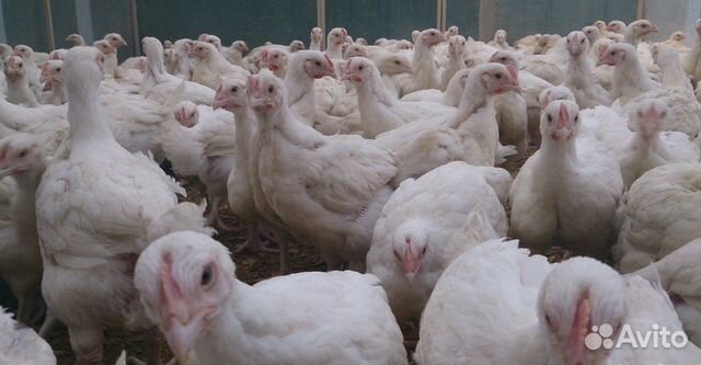 Цыплята бройлерные подрощенные(возраст 1 месяц)
