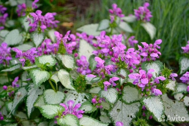 Почвопокровные растения и луковичные