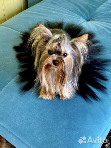 Мини беби фейс йорки