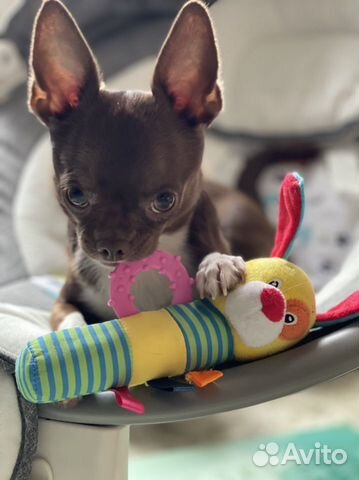 Чихуахуа кобель для вязки