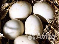 Инкубационное утиное яйцо купить на Зозу.ру - фотография № 1