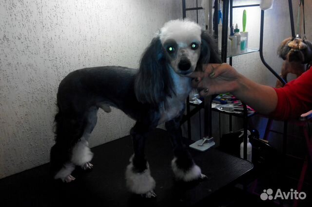 Стрижка собак, уз чистка зубов