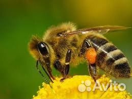 Пчелы- Пчелопакеты породы Карпатка- Карника купить на Зозу.ру - фотография № 1