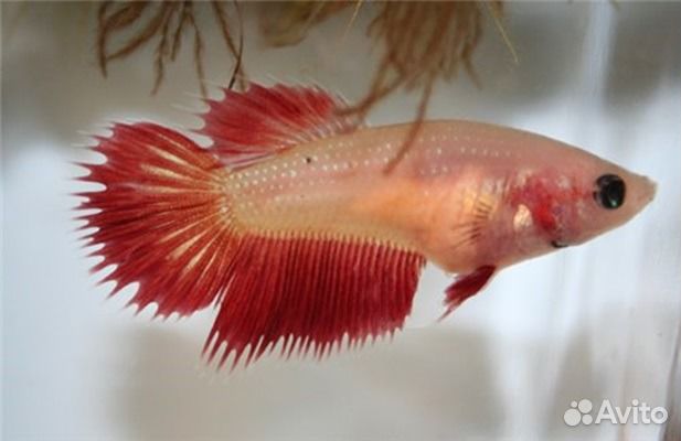 Петушок самка