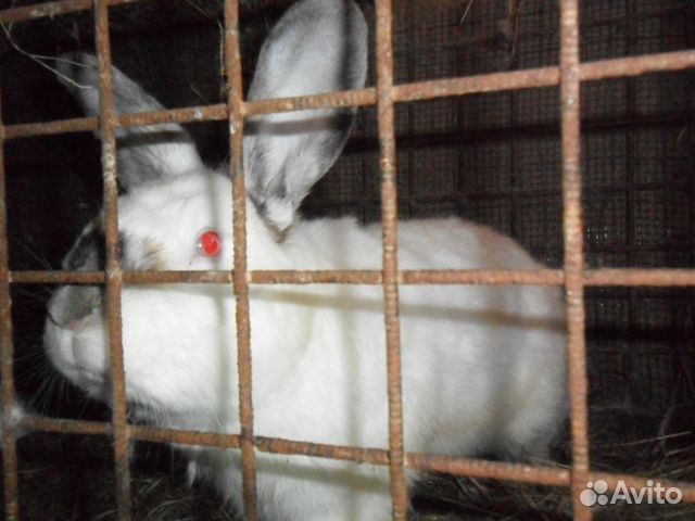 Кролики, Калифорния, шиншила. Фландер купить на Зозу.ру - фотография № 7