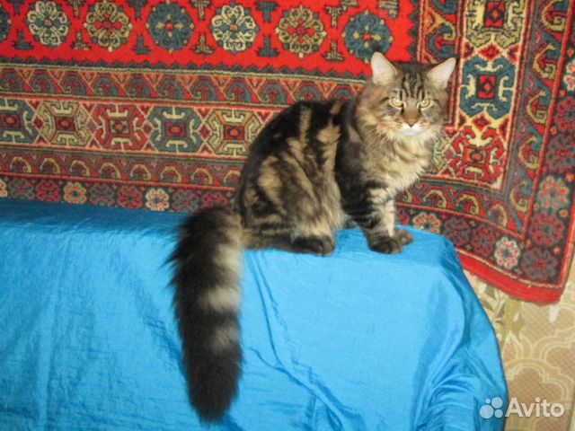 Мейн кун питомник