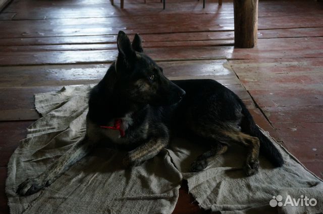 Собака из приюта в г.Валдай ищет любящего хозяина купить на Зозу.ру - фотография № 7