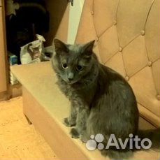 Отдам в хорошие руки