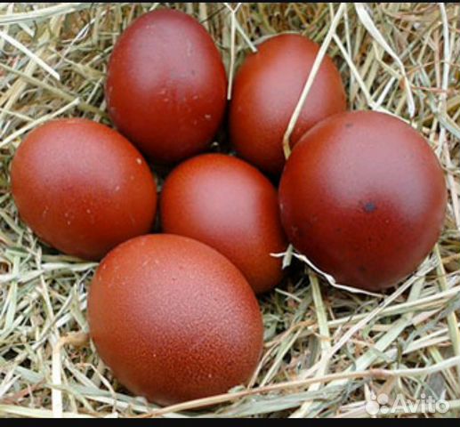 Инкубационное яйцо Марана(цыплята) купить на Зозу.ру - фотография № 1