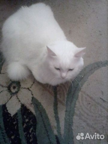 Кошка белого цвета купить на Зозу.ру - фотография № 2