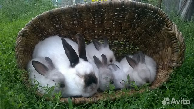 Кролики калифорнийской породы купить на Зозу.ру - фотография № 6