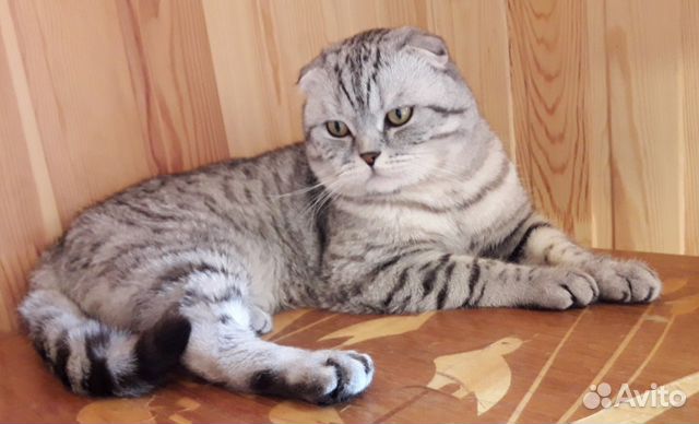 Мрамор на золоте шотландец вислоухий. Вязка котов. Шотландская вислоухая кошка. Британская кошка вислоухая мраморная. Вязка коты вислоухий.