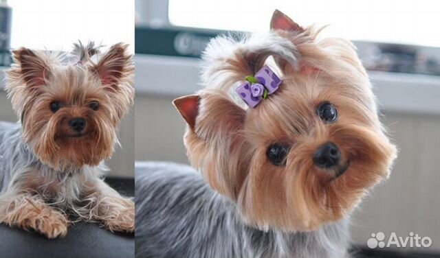 Груминг собак,стрижка собак, чистка Зубов