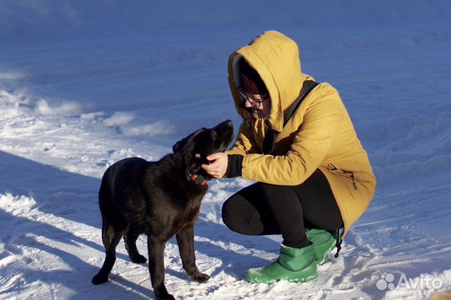 Шоколадная Собака кобель щенок купить на Зозу.ру - фотография № 7