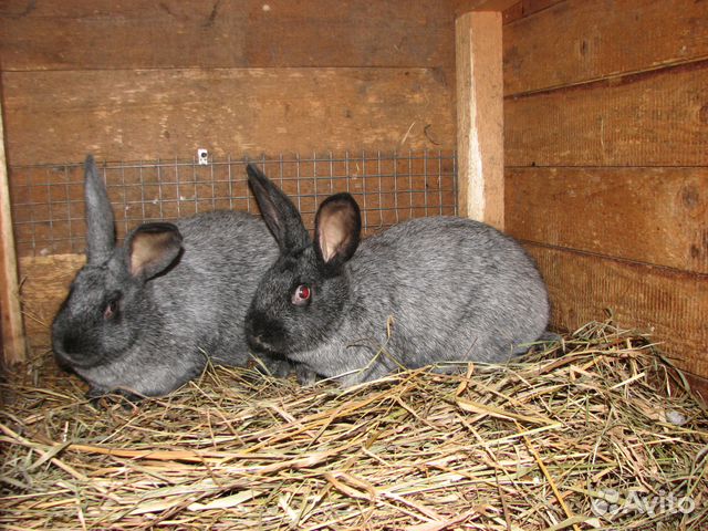 Кролик-акселерат серебристый (михайловской фермы) купить на Зозу.ру - фотография № 9