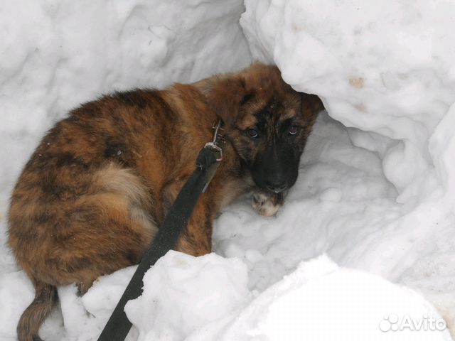 Приют череповец. Приют спас Череповец. Собаки в приюте спас Череповец. Приют для собак Ясная Поляна. Приют для собак Череповец.