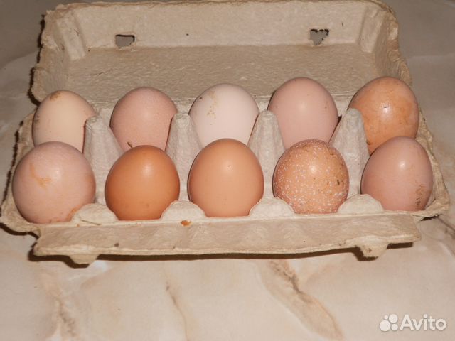 Инкубационное яйцо Доминант. Купить инкубационное яйцо в Железногорске Курской области. Куплю инкубационное яйцо доминанта