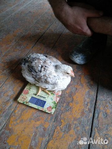 Цыплята подрост купить на Зозу.ру - фотография № 2