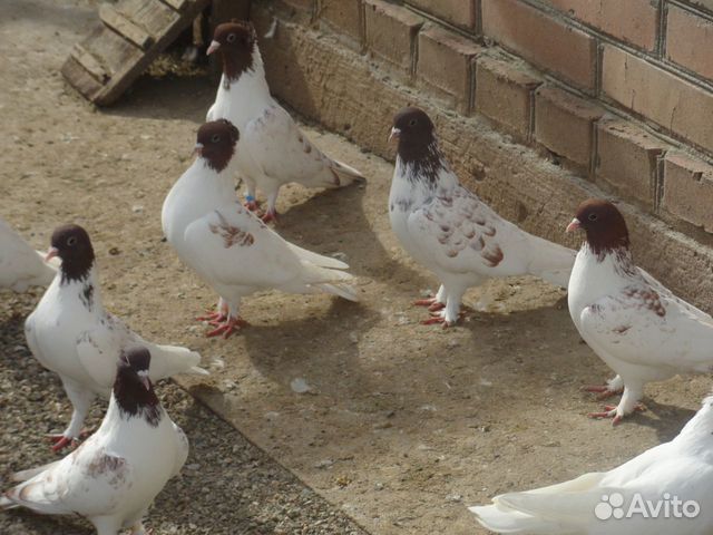 Иранские голуби в Железноводске купить на Зозу.ру - фотография № 2