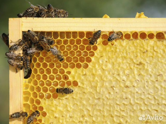 Пчелиная сушь купить на Зозу.ру - фотография № 1