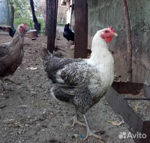 Цыплята, яйцо инкубационное кур Юрловской породы купить на Зозу.ру - фотография № 4