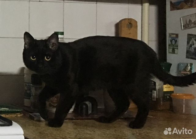 Пропал кот купить на Зозу.ру - фотография № 1