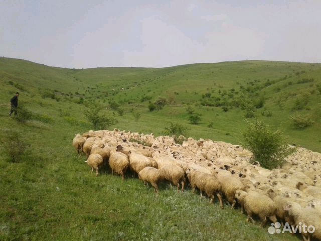 Овцы и Ягнята