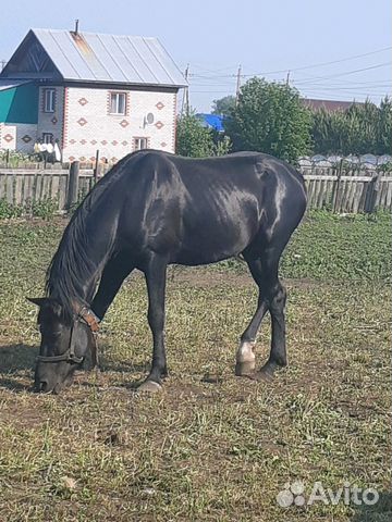Продам коня купить на Зозу.ру - фотография № 5