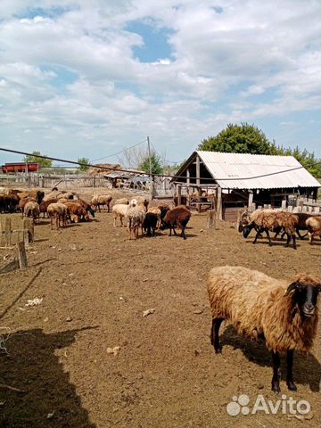 Продам овец эдельбаевской породы