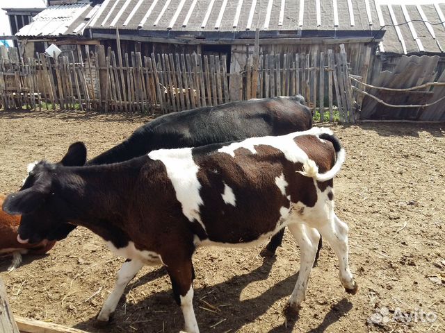 Домашние телочки от молочных коров