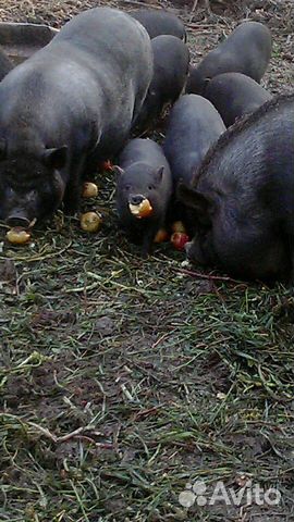 Свиноматки покрытые, поросята 3 мес Свиноматки покрытые, поросята 3 мес
