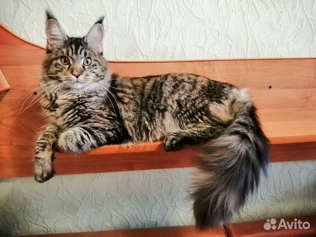 Котята Мейн-кун купить на Зозу.ру - фотография № 2