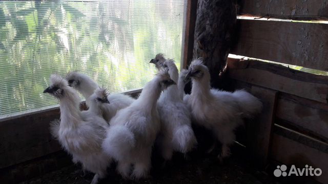 Цыплята, куры купить на Зозу.ру - фотография № 2