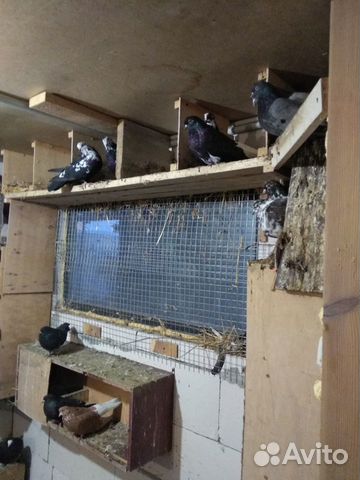 Продам николаевских голубей купить на Зозу.ру - фотография № 6