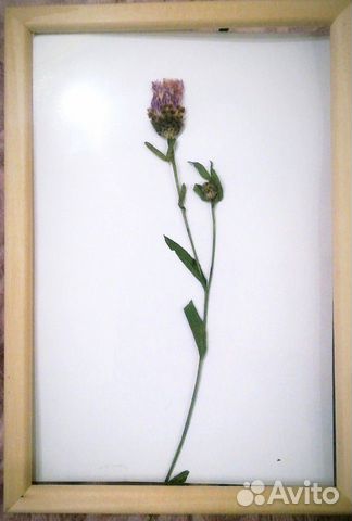 Гербарий в рамке