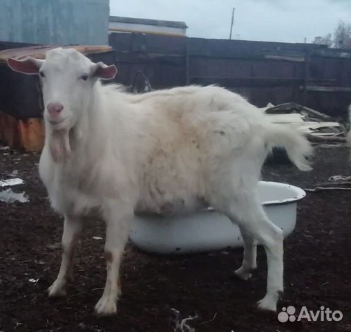 Продаются козлята, козы, козлики на мясо Зааненски купить на Зозу.ру - фотография № 1