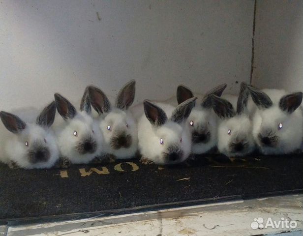 Кролики калифорния купить на Зозу.ру - фотография № 10