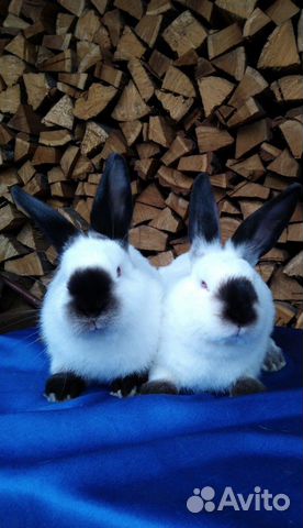 Кролики калифорнийской породы купить на Зозу.ру - фотография № 2