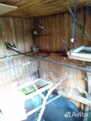 Продаются певчие птицы