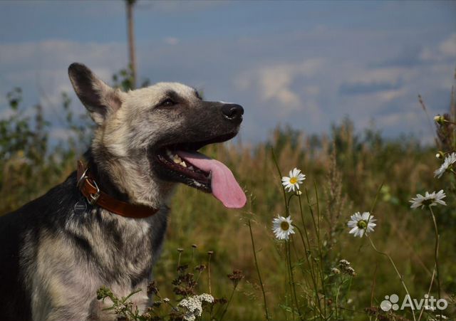 Позитив и верность в собачьем обличье купить на Зозу.ру - фотография № 8